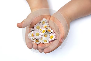 ChildÃÂ´s hands with Daisy