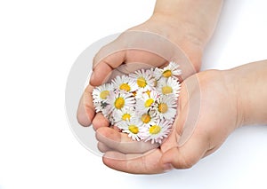 Child's hands with Daisy