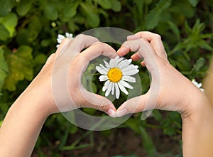 The child`s hands are folded in a heart around a Daisy on a background of greenery in the open air