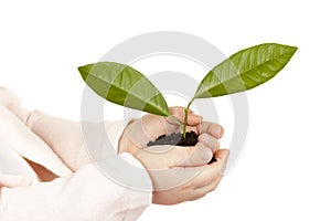 Child`s hands with green plant isolated