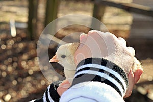 Child`s Hands Holding Baby Chick