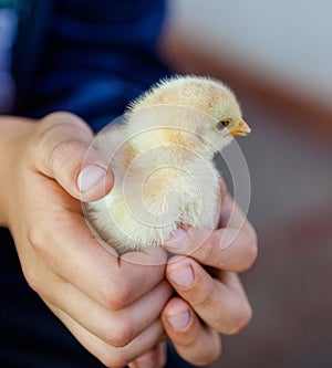 Child`s hands holding the baby chicken