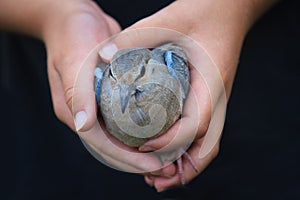 Child's Hands Holding a Bird