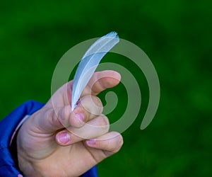 Child`s hands holding feathers, close-up, mid section. White feather held in the palm of a child`s hand. Beautiful green