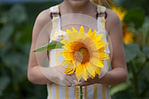 Child`s hands holding a flower of a sunflower in summer day