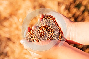 Child`s hands holding golden wheat seeds against wheat field background