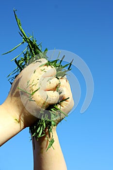 Child's Hands Holding Grass Clippings photo