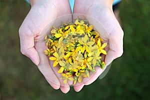 Child`s Hands Holding Little Yellow St. John`s Wort Flowers