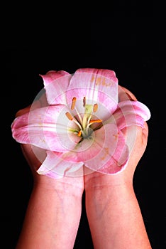 Child's hands holding pink lily flower