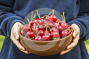 Child`s hands are holding plate with ripe cherries. Fresh organic cherries. Harvest concept