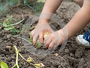 Child's hands holding a raw potato close-up