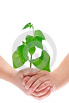 Child's hands holding small plant, isolated on white