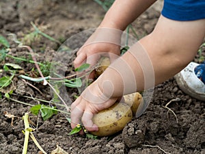 Child's hands picking a raw potato close-up