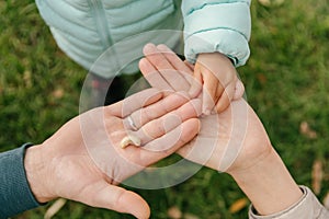 The child& x27;s hands reach out to the hands of the father and mother, who are holding nuts for squirrels, against the