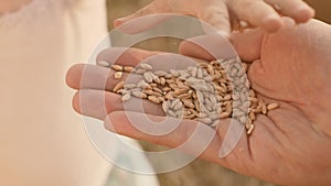 Child`s palm sprinkles a grain of wheat on palm of his father. happy childhood and family. dad farmer and little son in