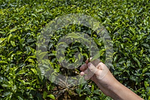 Child& x27;s tourist hand hold tea sprout against background of plantation field. Watching the best kind of tea for