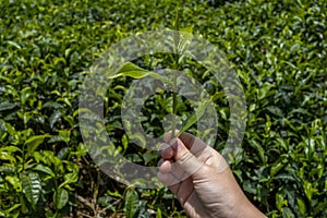 Child& x27;s tourist hand hold tea sprout against background of plantation field. Watching the best kind of tea for