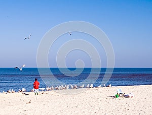 Child and sea gulls. photo