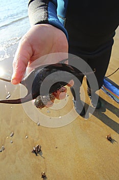 child with shark or ray sack , Bovisands Beach Plymouth Devon