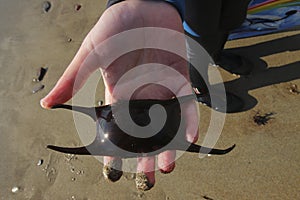 child with shark or ray sack , Bovisands Beach Plymouth Devon