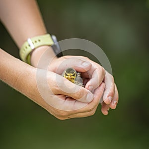 Child sheltering baby bird in his hands