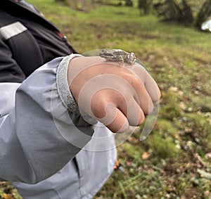 Child shows gesture of holding small frog in hand on grassland