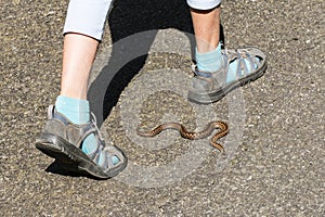Child siting close of poison snake photo