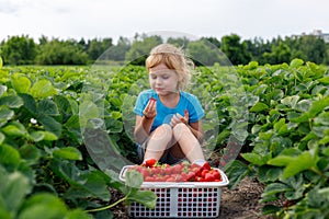Child sitting in the field with strawberries in basket. Girl picking and eating strawberry at farm
