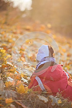 Child sitting and waithing yellow leaves in the autumn park.