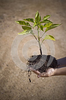 Child with small tree in hands
