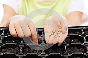 Child sowing seeds into germination tray