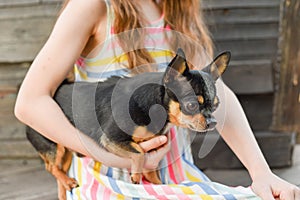 The child spending time with her pet. Little girl with chihuahua dog on the background of a wooden backdrop