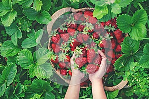 A child with strawberries in the hands. Selective focus