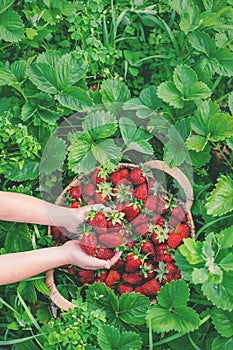 A child with strawberries in the hands. Selective focus