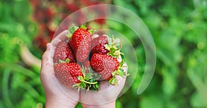 A child with strawberries in the hands. Selective focus