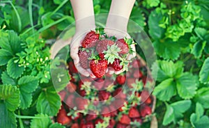 A child with strawberries in the hands. Selective focus