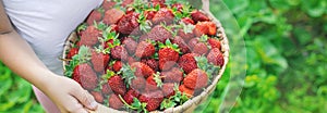 A child with strawberries in the hands. Selective focus.