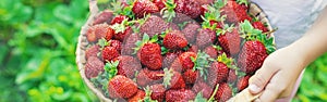 A child with strawberries in the hands. Selective focus.