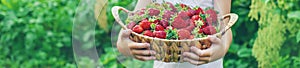 A child with strawberries in the hands. Selective focus.