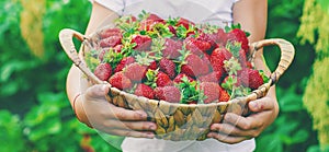 A child with strawberries in the hands. Selective focus.