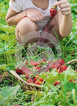 A child with strawberries in the hands. Selective focus.