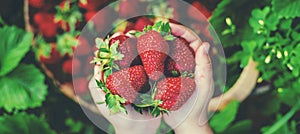 A child with strawberries in the hands. Selective focus.