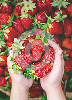 A child with strawberries in the hands. Selective focus.