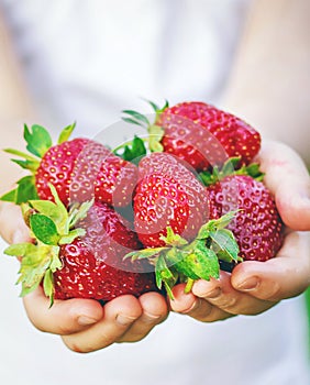 A child with strawberries in the hands. Selective focus.