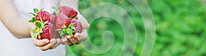 A child with strawberries in the hands. Selective focus.