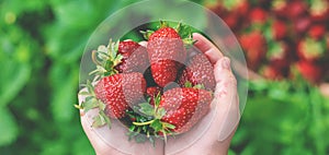 A child with strawberries in the hands. Selective focus.