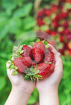 A child with strawberries in the hands. Selective focus.