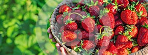 A child with strawberries in the hands. Selective focus.