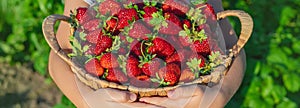 A child with strawberries in the hands. Selective focus.