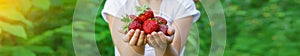 A child with strawberries in the hands. Selective focus.